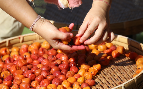 How to Make Traditional Organic Umeboshi at Home