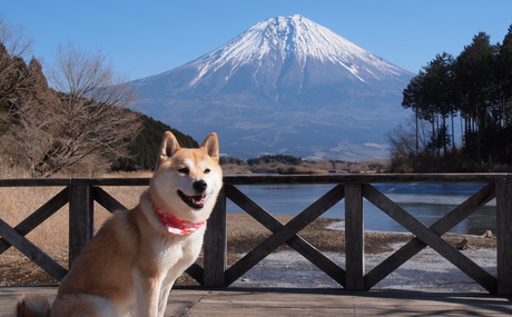 Top 5 Popular Japanese Dog Breeds (And the Beautiful Meanings Behind Their Names)