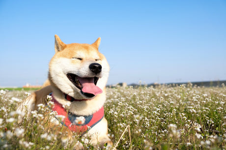 Canine Chronicles: Know Unique Dog Breeds of Japan